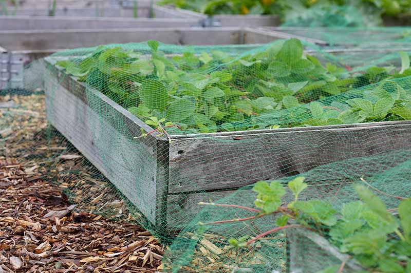A raised vegetable bed with protection netting