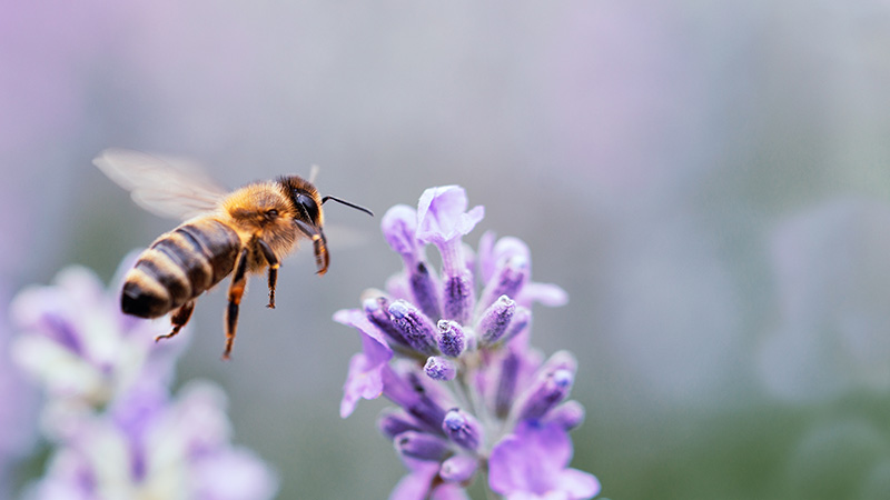 A honey bee pollinating lavender flower