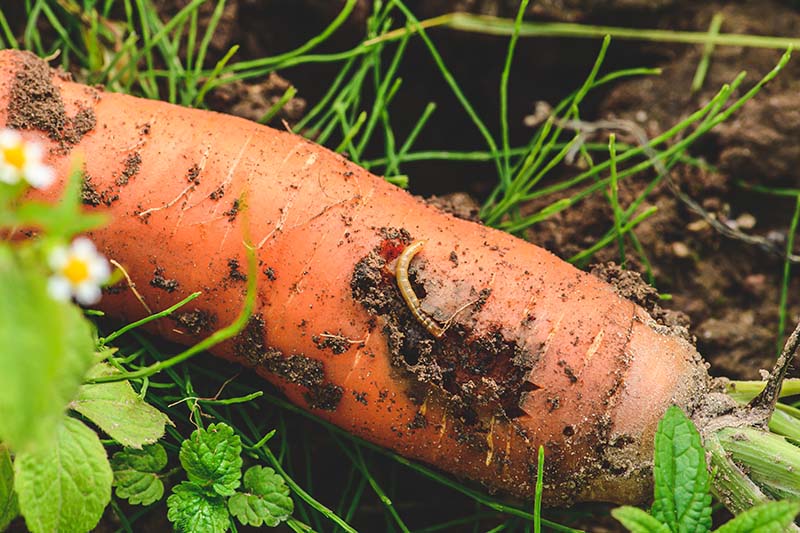 Carrot infested by carrot fly larvae