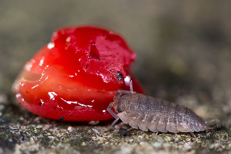 Woodlouse feeding on a yew berry