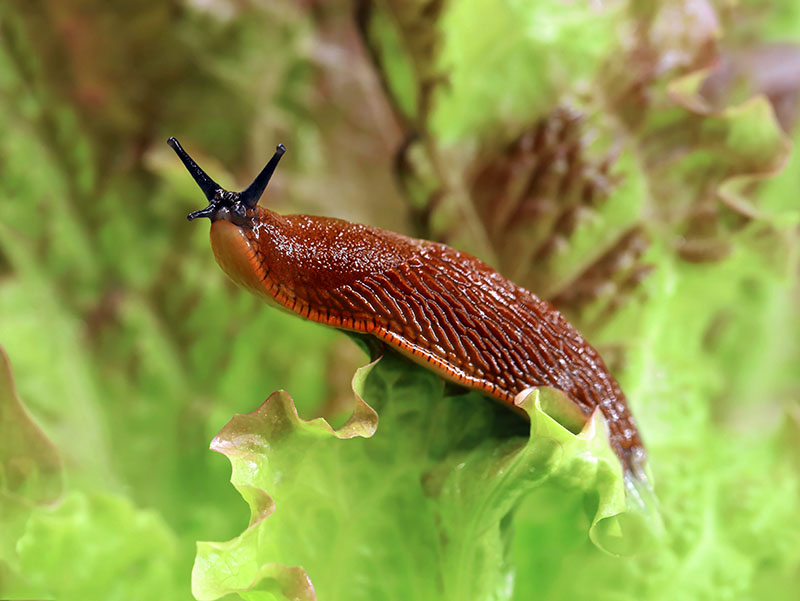 A Spanish Slug on a lettuce leaf