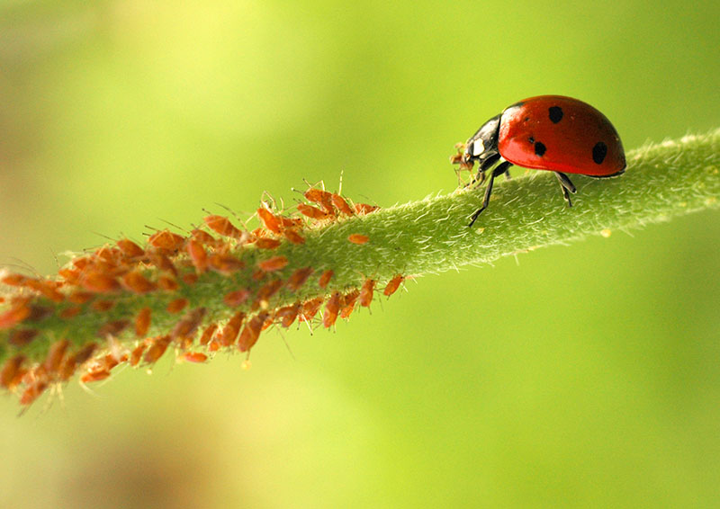 Ladybird eating aphids on a plant stem