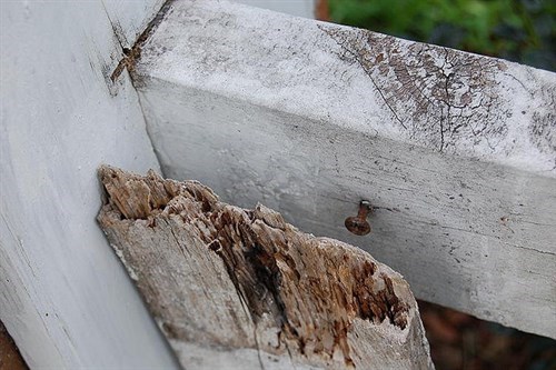 close up of rotting fence panel