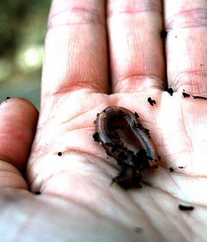 muddy worm in the palm of a hand