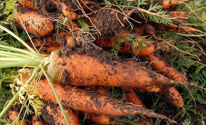 Muddy carrots freshly picked from allotment