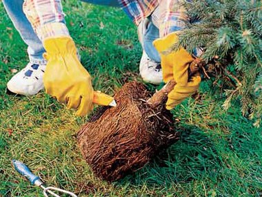 Re-route Potted Plant Roots