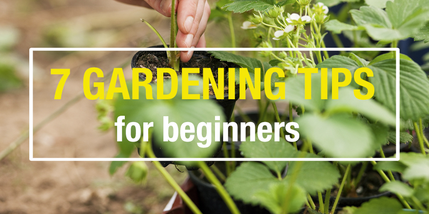 7 gardening tips for beginners.jpg