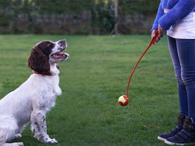 dog and family member playing in the garden