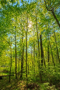 green-trees-backlit-by-sunshine.jpg