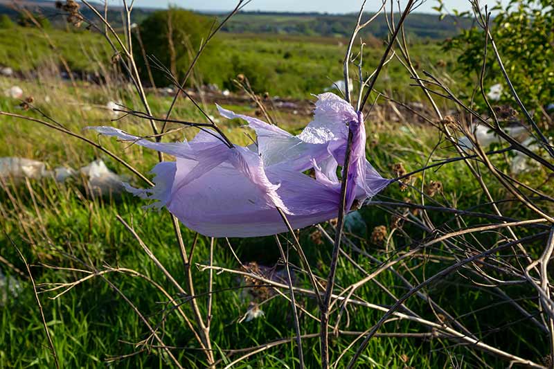 Plastic bag waste caught in hedgerow