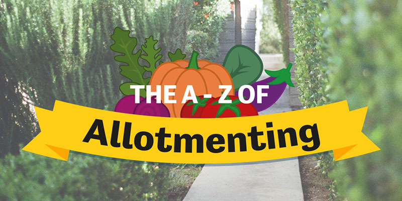 a-zofallotmenting-twitter.jpg