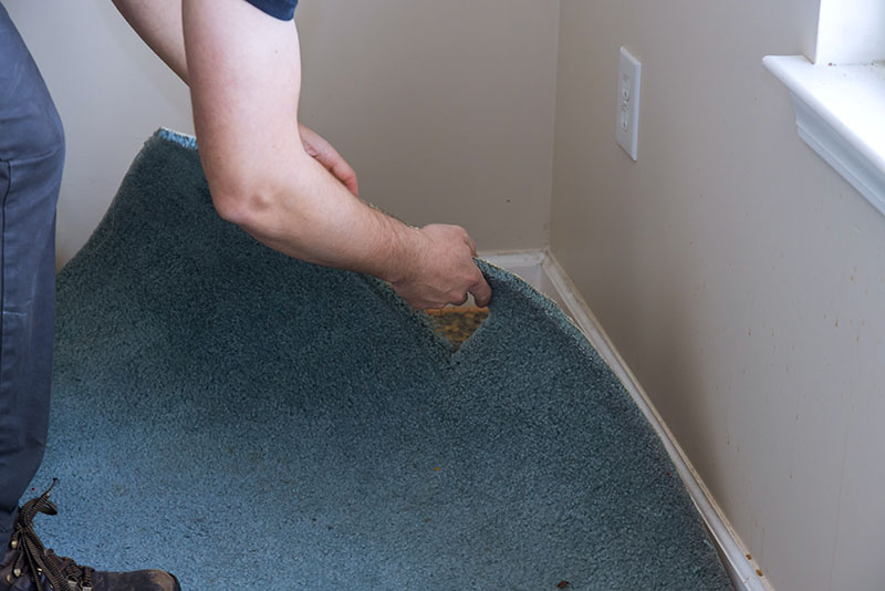 Person removing a blue carpet starting at the corner of a room