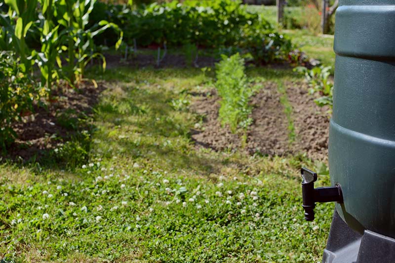 A raised water butt with a vegetable garden in the backgound