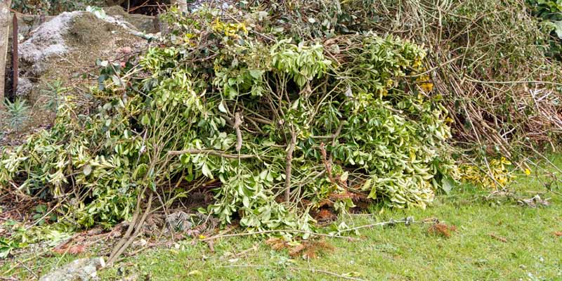 Garden waste with cutdown bushes
