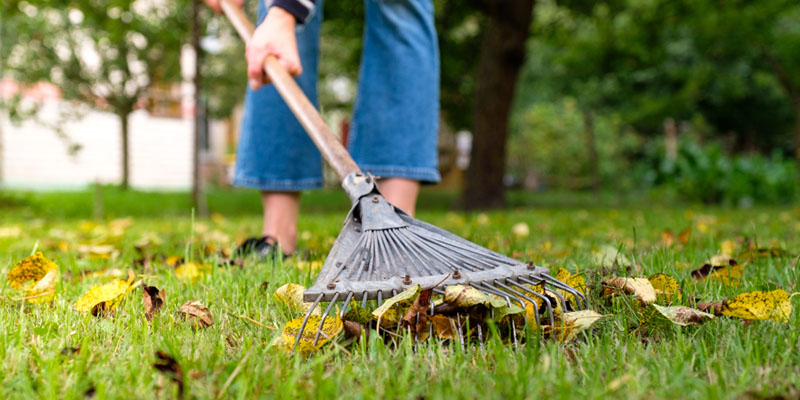 Leaves being raked on a lawn