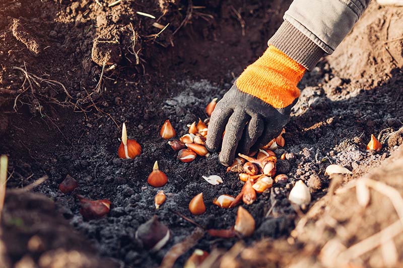 Bonfire ash being mixed with bulbs for planting in garden