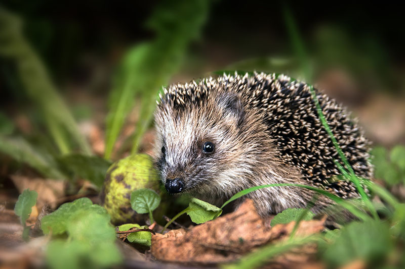 A hedgehog in the undergrowth