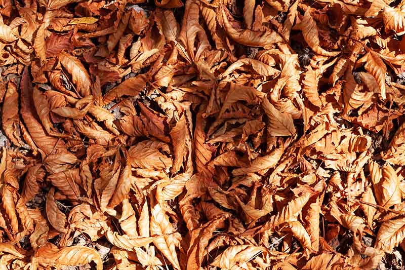 Autumn leaf litter with lots of brown crispy leaves