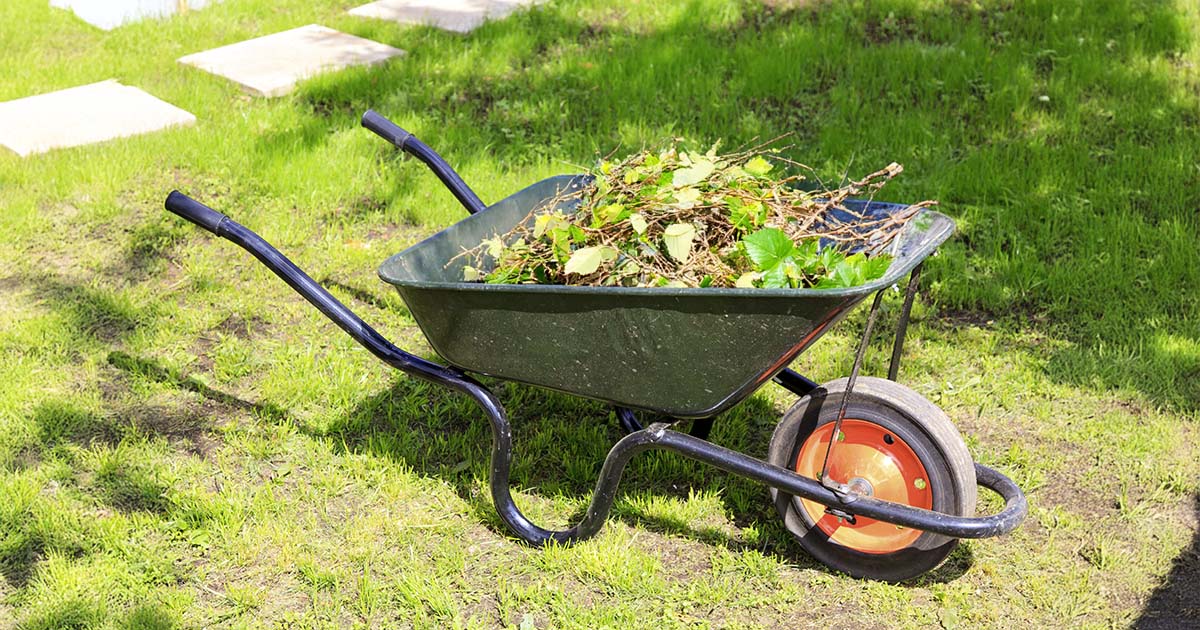 Wheelbarrow filled with garden waste for disposal