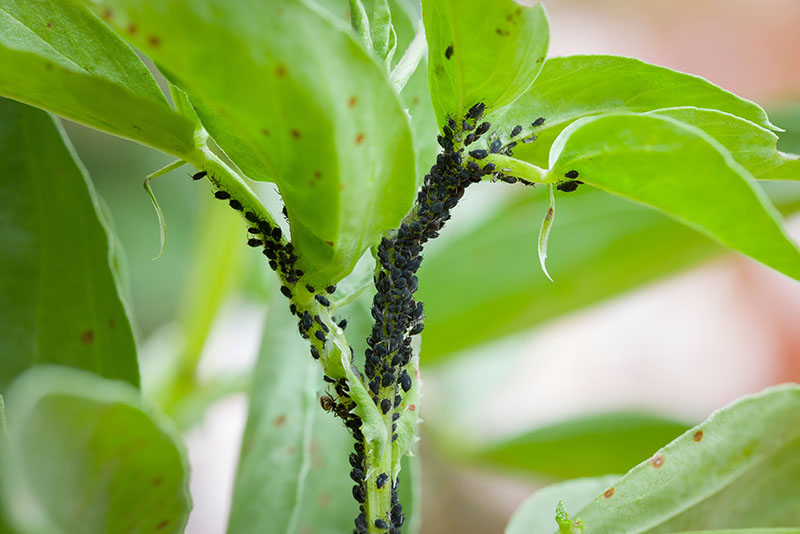 Aphids, black fly on a plant