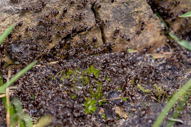 Black ant colony outside nest