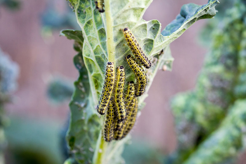 Cabbage White butterfly caterpillars eating cabbage plant