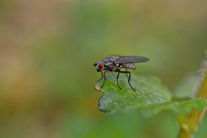 Cabbage root fly