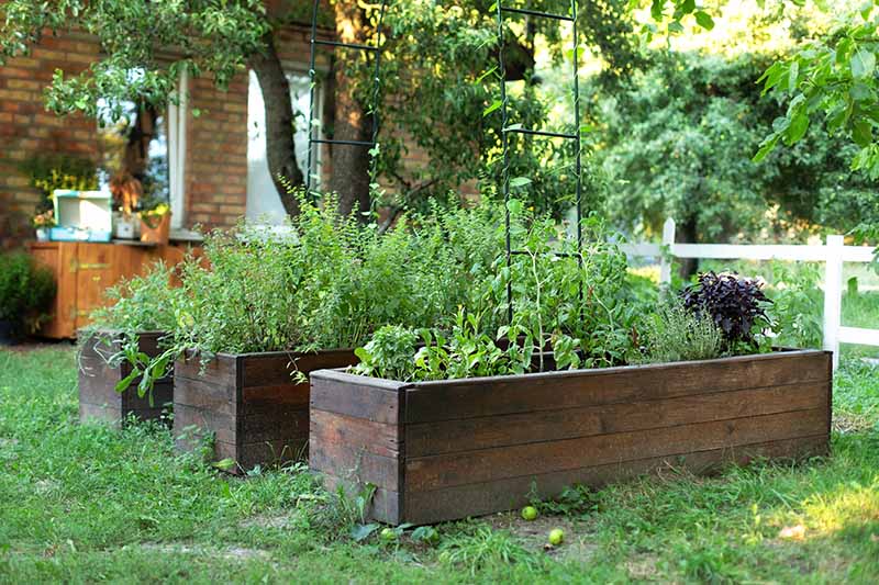 Raised wooden garden bed with vegetables and herbs