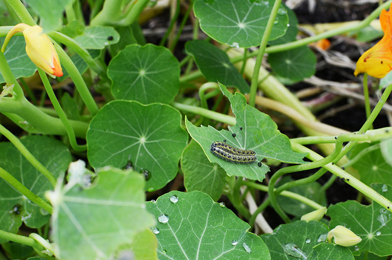 Cabbage white caterpillars on nasturtium leaf