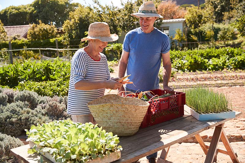 Allotment people sharing vegetables on a table