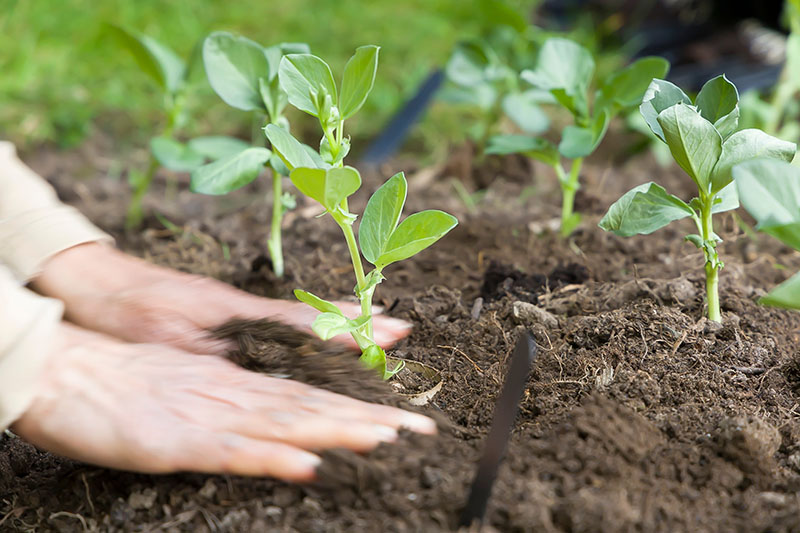 Broad beans being planted into the ground