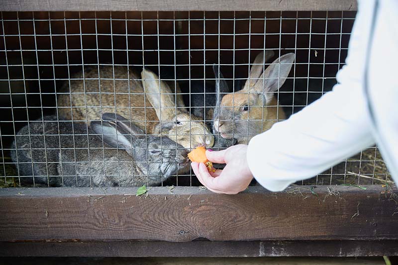 Rabbits in a hutch being fed carrot