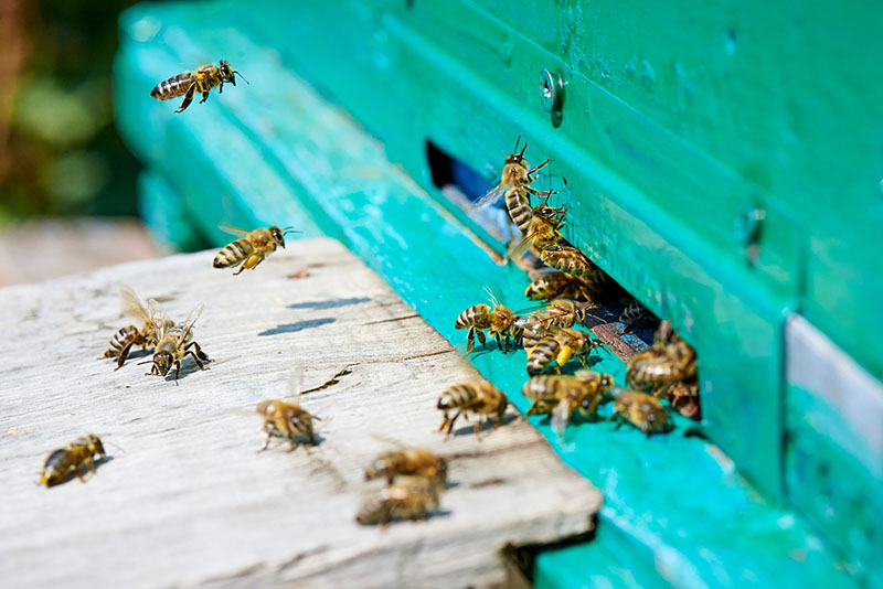 Honey bees surrounding a beehive entrance