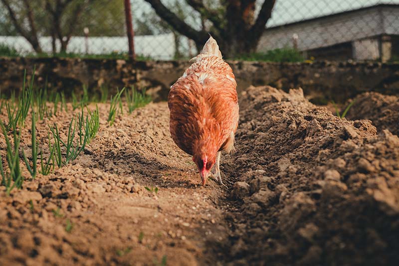 Hen in an allotment