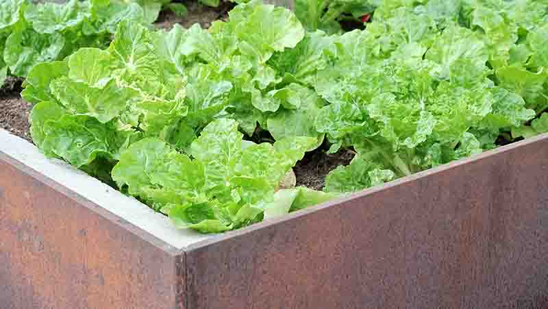 A salad box planeter with lettuce growing