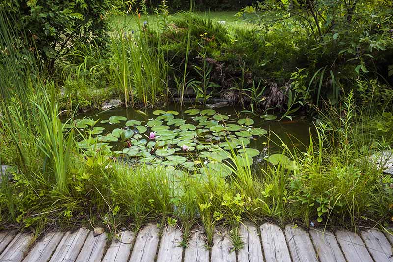 A garden pond with a boardwalk and vegetation growing around the edges
