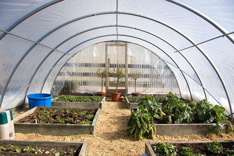 The inside of a polytunnel greenhouse with raised beds growing vegetables
