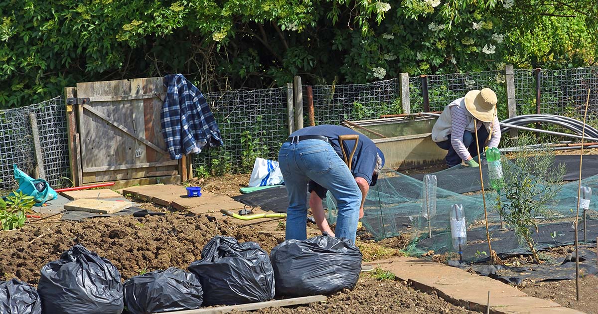 Two people working on an allotment